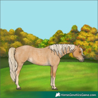 Horse Color:Palomino Roan Rabicano 