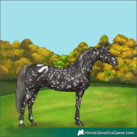 Horse Color:Liver Chestnut Mushroom Appaloosa 