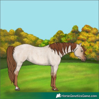 Horse Color:Red Dun Roan 