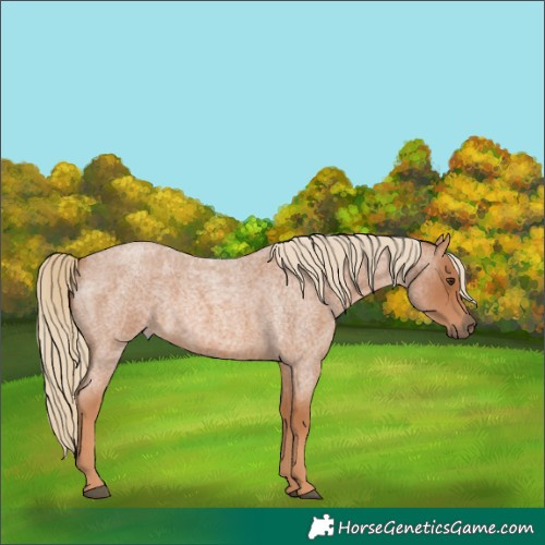 Horse Color:Red Roan Rabicano 