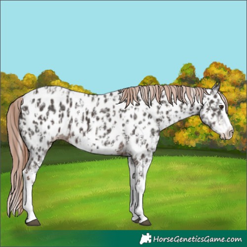 Horse Color:Liver Chestnut Sabino Splash Leopard  and Liver Chestnut Sabino Splash Near Leopard 