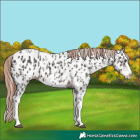 Horse Color:Liver Chestnut Sabino Splash Leopard  and Liver Chestnut Sabino Splash Near Leopard 