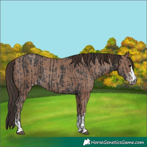 Horse Color:Black  and Classic Champagne 
