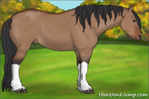 Horse Color:Brown Dun 