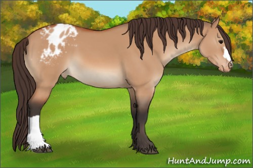 Horse Color:Bay Dun Appaloosa 