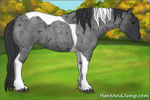 Horse Color:Blue Roan Tobiano 