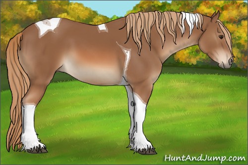 Horse Color:Chestnut Tobiano 