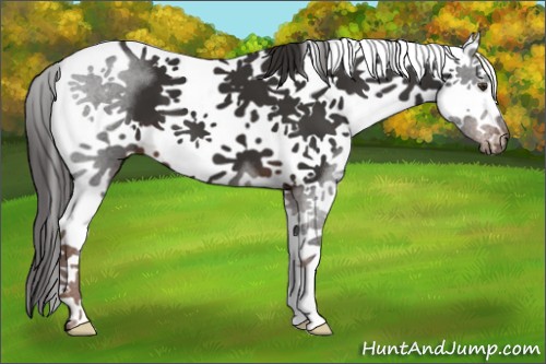 Horse Color:White Spotted Liver Chestnut Splash 
