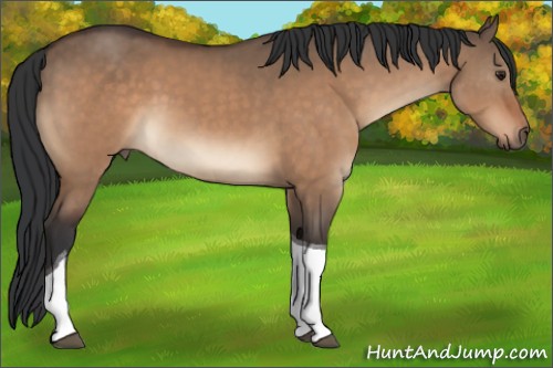 Horse Color:Brown Dun Tobiano 