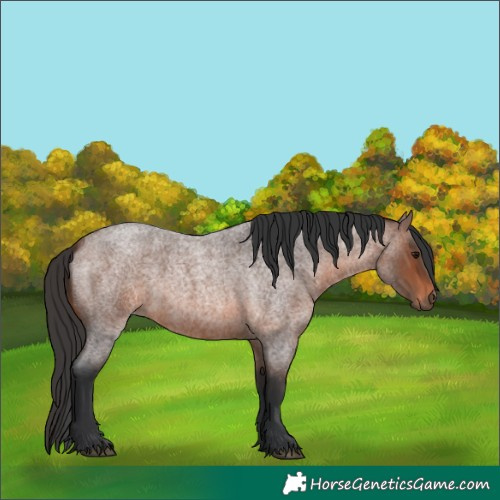 Horse Color:Brown Roan