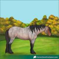 Horse Color:Brown Roan