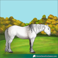 Horse Color:Gray Brown Dun 