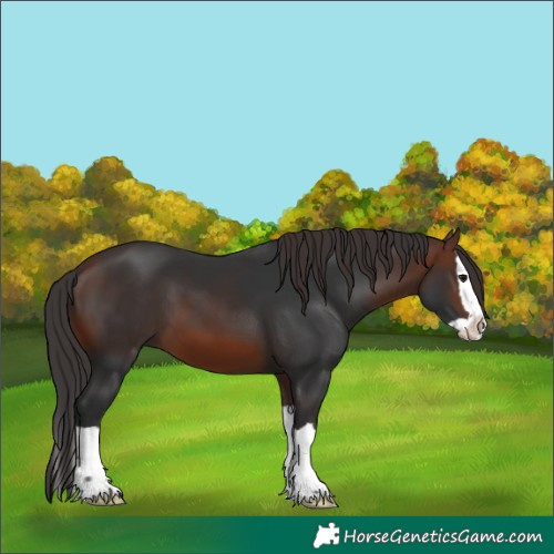 Horse Color:Brown Splash 