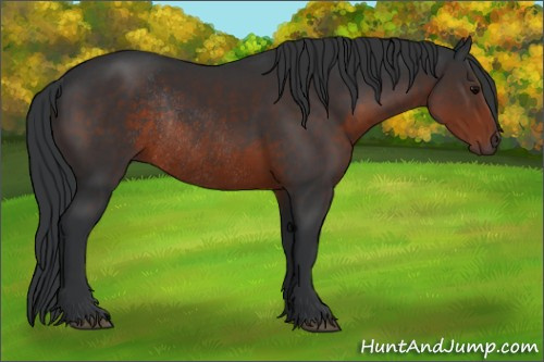 Horse Color:Brown Rabicano 