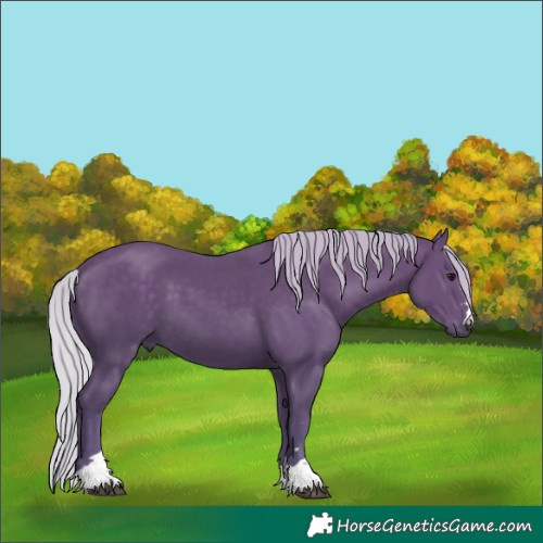 Horse Color:Silver Smoky Black 