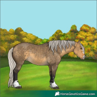 Horse Color:Silver Buckskin Dun 
