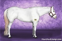 Horse Color:White Spotted Buckskin Appaloosa 