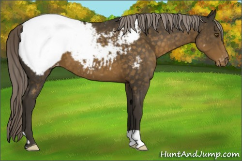 Horse Color:Chocolate Palomino Appaloosa