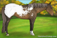 Horse Color:Chocolate Palomino Appaloosa