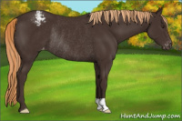 Horse Color:Liver Chestnut Varnish Rabicano 