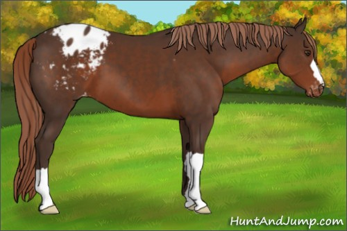 Horse Color:Liver Chestnut Appaloosa
