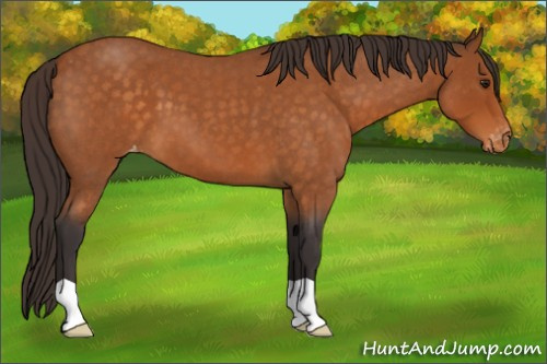 Horse Color:Buckskin Roan Varnish