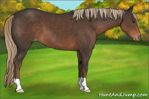 Horse Color:Liver Chestnut Appaloosa 