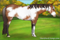 Horse Color:Buckskin Roan Frame Appaloosa