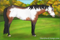 Horse Color:Bay Roan Frame Appaloosa 