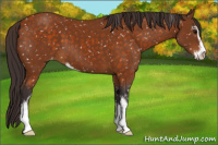 Horse Color:Buckskin Sabino Snowflake Varnish