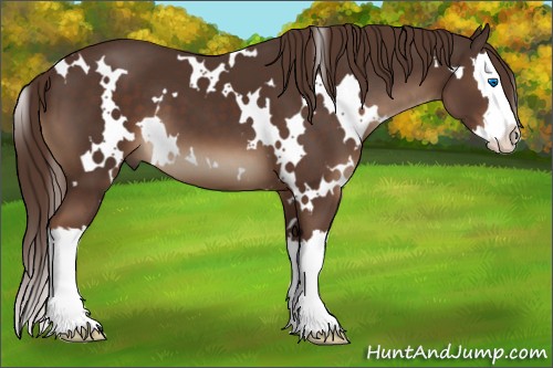 Horse Color:White Spotted Liver Chestnut Splash 