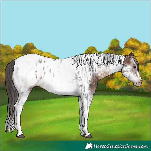 Horse Color:White Spotted Brown Tobiano Frame Appaloosa Rabicano  and Brown Splash Tobiano Frame Appaloosa Rabicano 