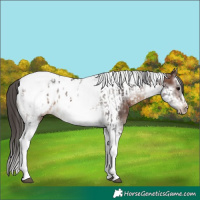 Horse Color:White Spotted Brown Tobiano Frame Appaloosa Rabicano  and Brown Splash Tobiano Frame Appaloosa Rabicano 