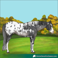 Horse Color:White Spotted Black Sabino Splash Appaloosa Rabicano 