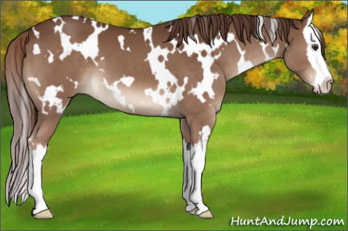Horse Color:White Spotted Liver Chestnut Splash 
