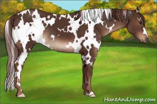 Horse Color:White Spotted Liver Chestnut 