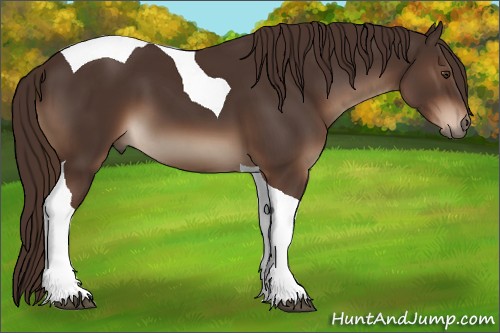 Horse Color:Liver Chestnut Tobiano 