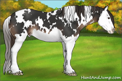 Horse Color:White Spotted Liver Chestnut Splash 