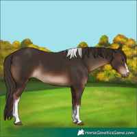Horse Color:White Spotted Liver Chestnut Tobiano 