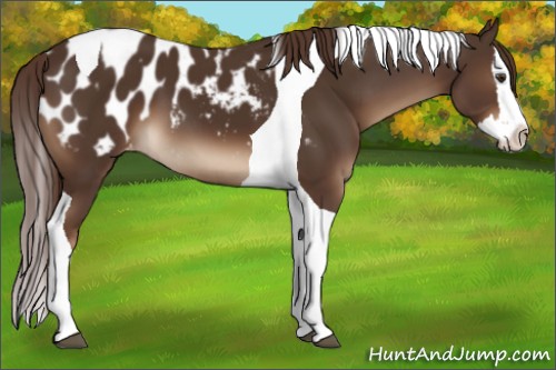 Horse Color:Liver Chestnut Sabino Splash Tobiano Appaloosa 