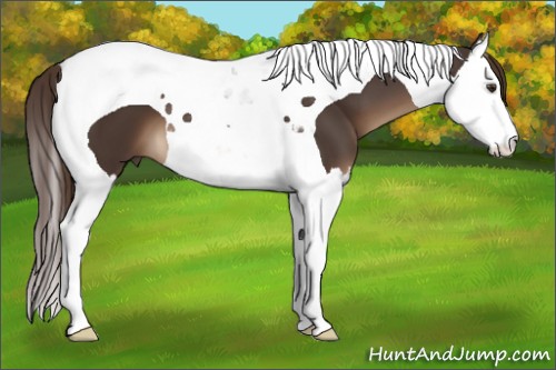 Horse Color:Liver Chestnut Splash Tobiano 