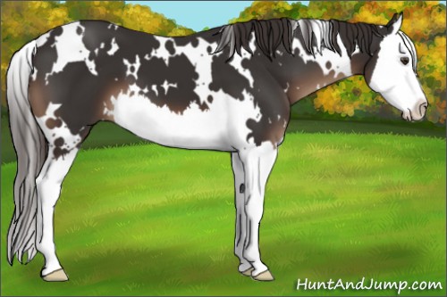 Horse Color:White Spotted Liver Chestnut Splash 