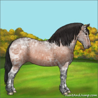 Horse Color:Bay Ice Rabicano 