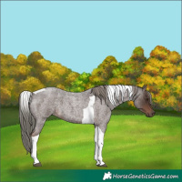 Horse Color:Liver Red Roan Mushroom Tobiano 