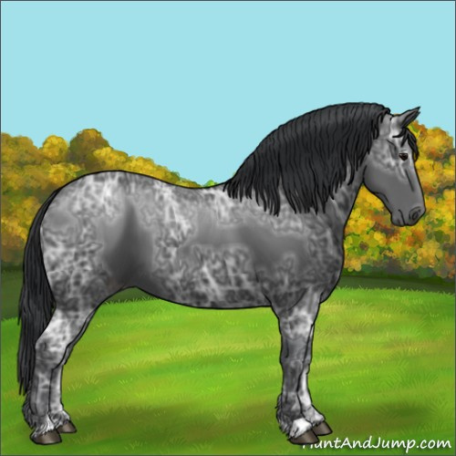 Horse Color:Black Ice