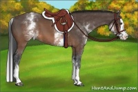 Horse Color:White Spotted Brown Splash 