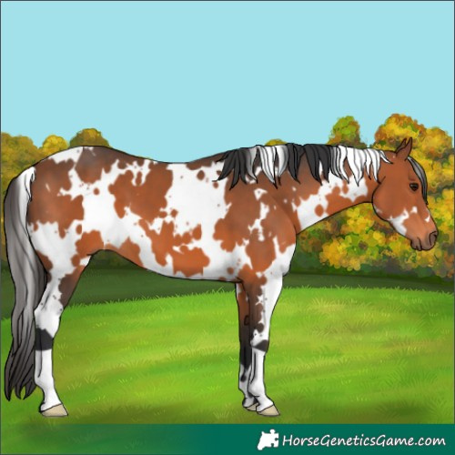Horse Color:White Spotted Bay 
