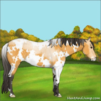 Horse Color:White Spotted Buckskin
