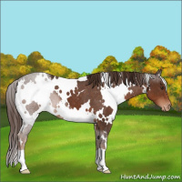 Horse Color:White Spotted Liver Chestnut Blanket