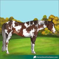 Horse Color:White Spotted Liver Chestnut 